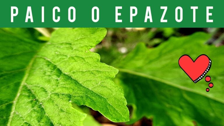 Gu&iacute;a para Comprar Productos de Belleza Naturales en Soto del Barco